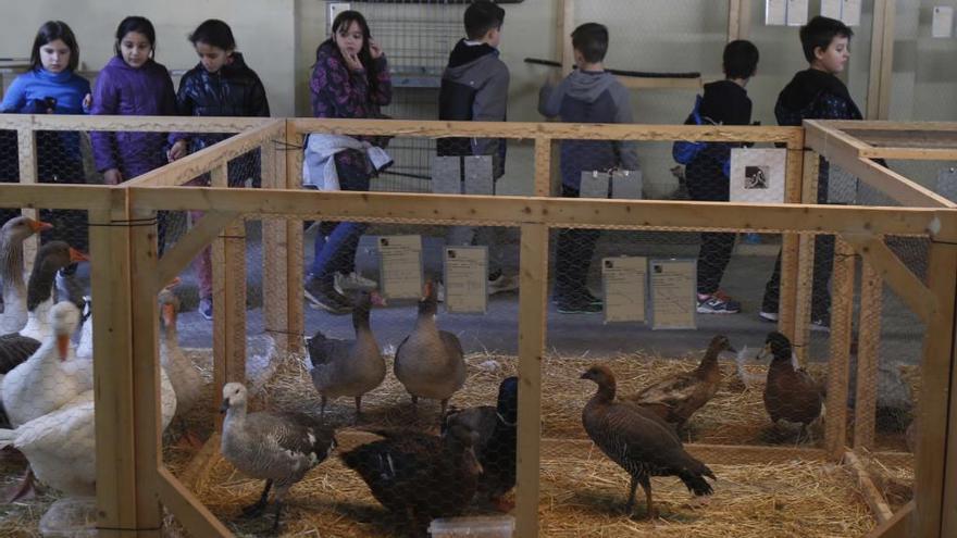 Un grupo de escolares visita la exposición de aves de corral de Corbera durante la mañan ade ayer.