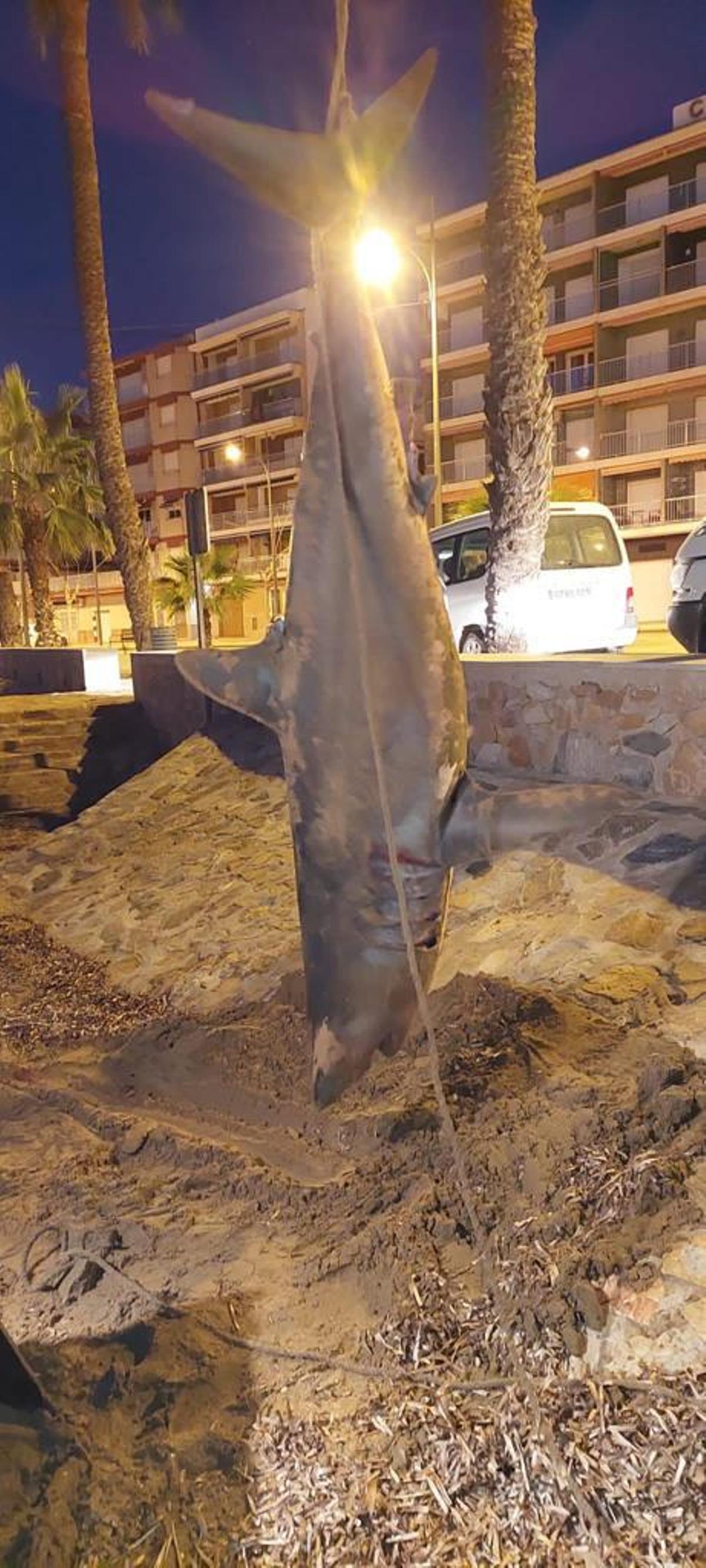 El tiburón hallado en la playa de Mazarrón colgado.