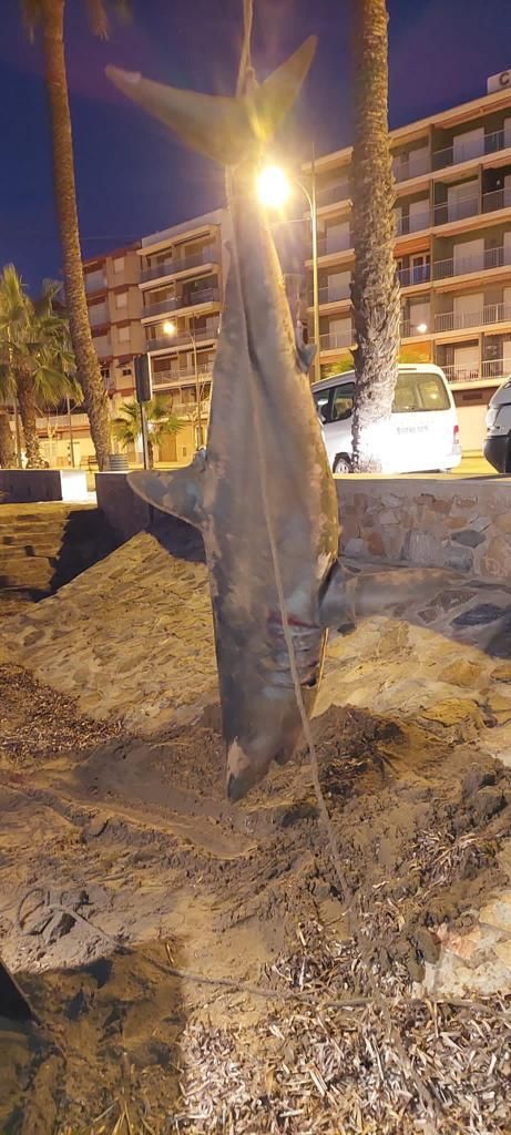 El tiburón hallado en la playa de Mazarrón colgado.