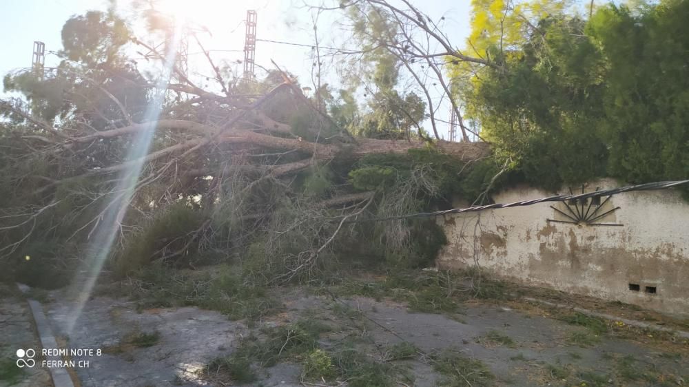 Daños por el viento en la Baronía