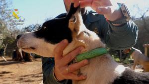 Operación de la Guardia Civil contra el maltrato animal.