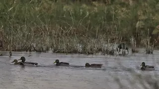 El Hondo registra la cifra más alta de aves nidificantes desde la década de los 80