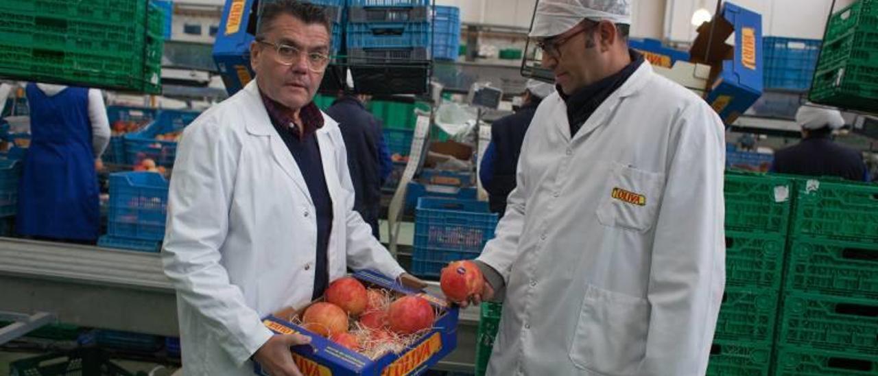 Francisco Oliva y el técnico Carlos Sáez muestran granadas de la variedad mollar de Elche.