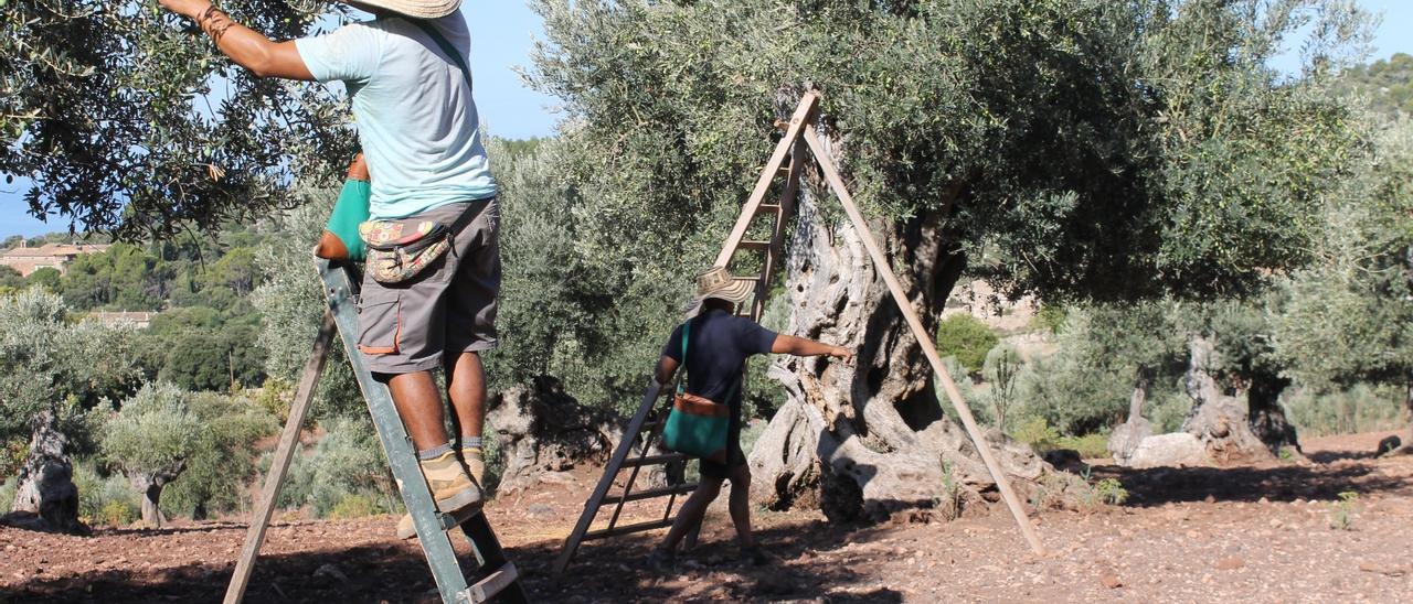 Recolección de aceitunas en la Serra.