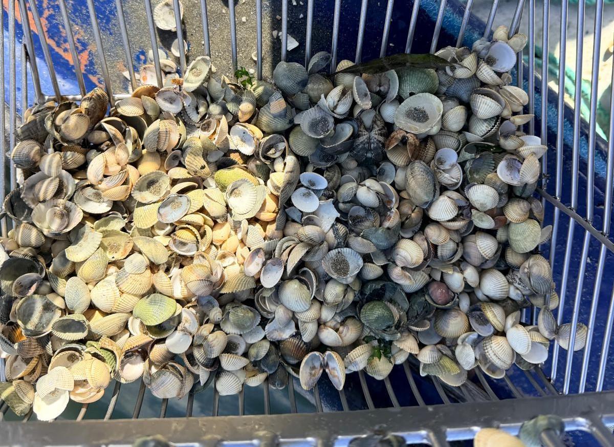 Marisco muerto recogido en un muestreo realizado el pasado jueves.