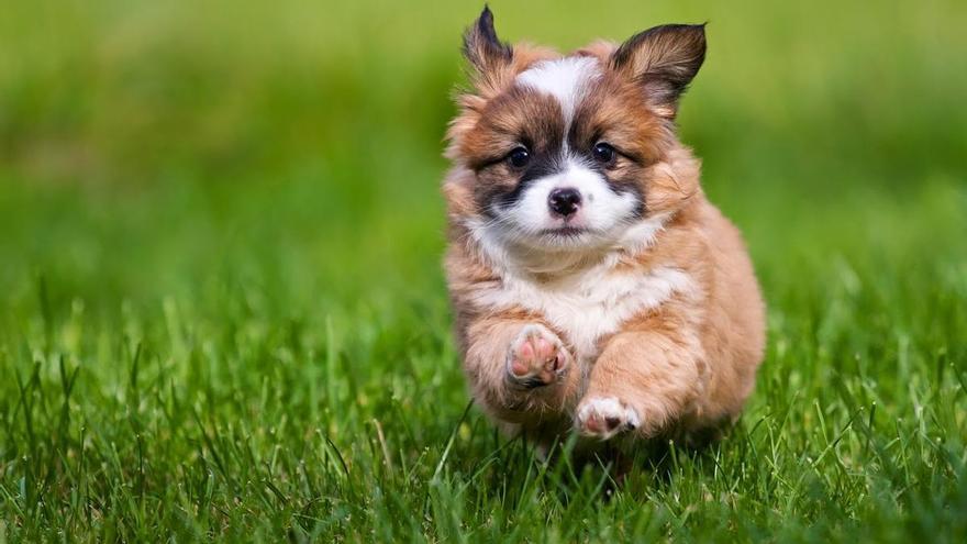 Les set races de gossos petits que pots tenir a casa