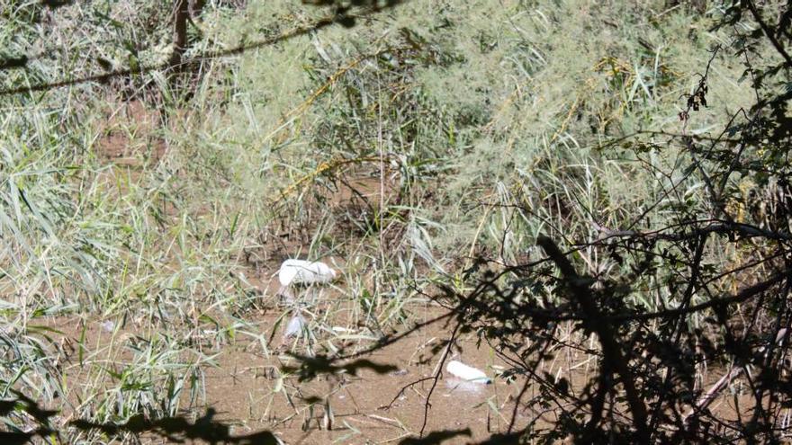 Brutícia a les lleres del pantà de Sant Ponç