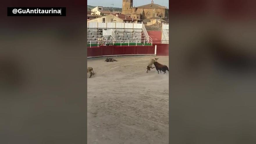 Indignación en las redes por las brutales embestidas de un toro bravo en la plaza de Barbastro