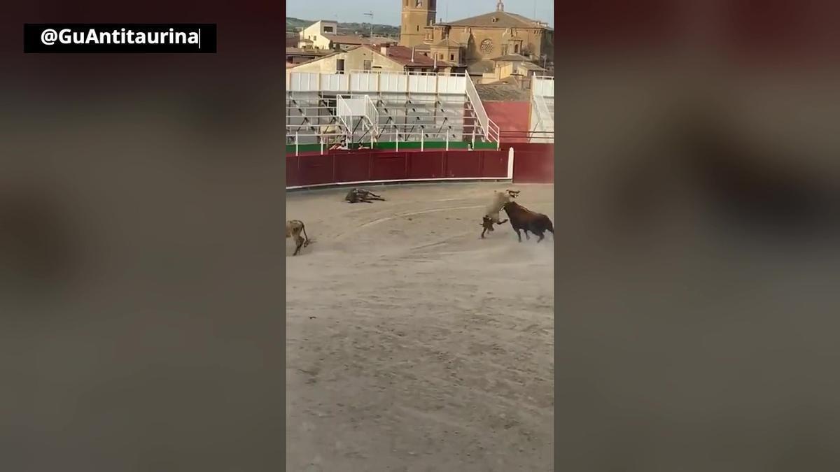 Un toro bravo mata a un novillo y hiere a otro: la dantesca escena de Barbastro que pone los pelos de punta y enciende conciencias