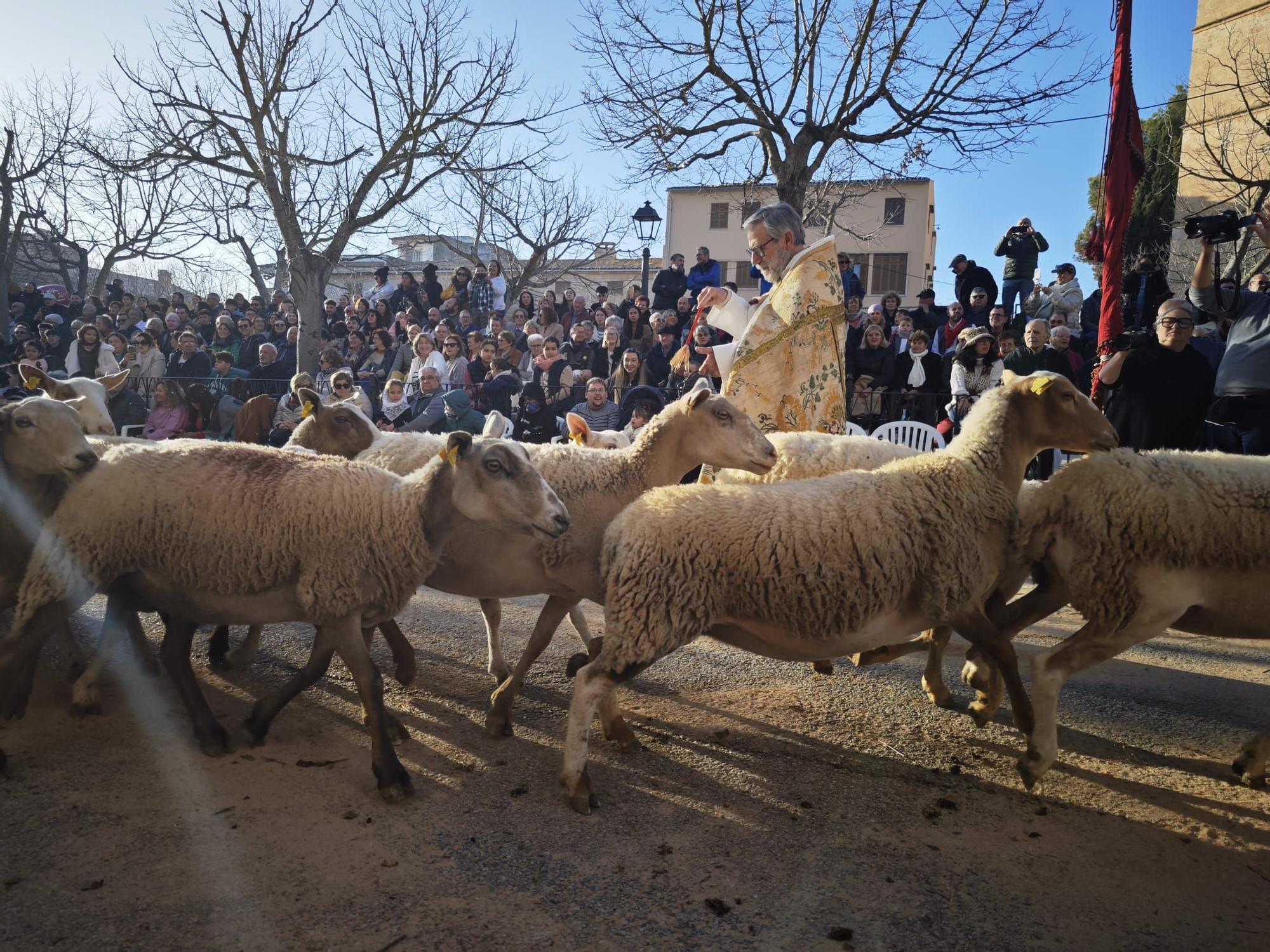 Búscate en las 'Beneïdes' de Mallorca junto a tu mascota