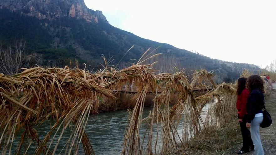 La Confederación invierte 860.000 euros para eliminar la caña invasora del Segura