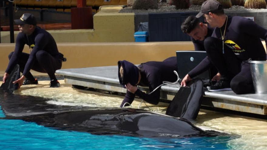 Veterinarios monitorizan la ovulación de una orca en Loro Parque