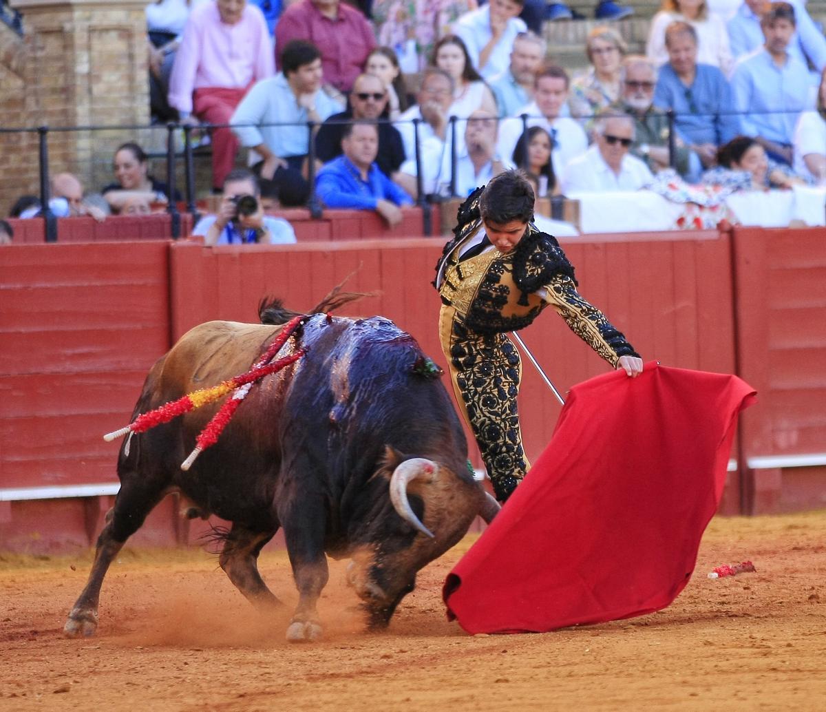 El cordobés Manuel Román en su última novillada antes de su alternativa en el Coso de los Califas.