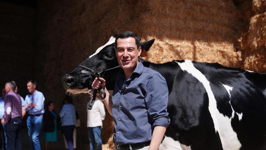 El PP de Juanma Moreno se encomienda a Blanca, nieta de la vaca Fadie, para la mayoría absoluta