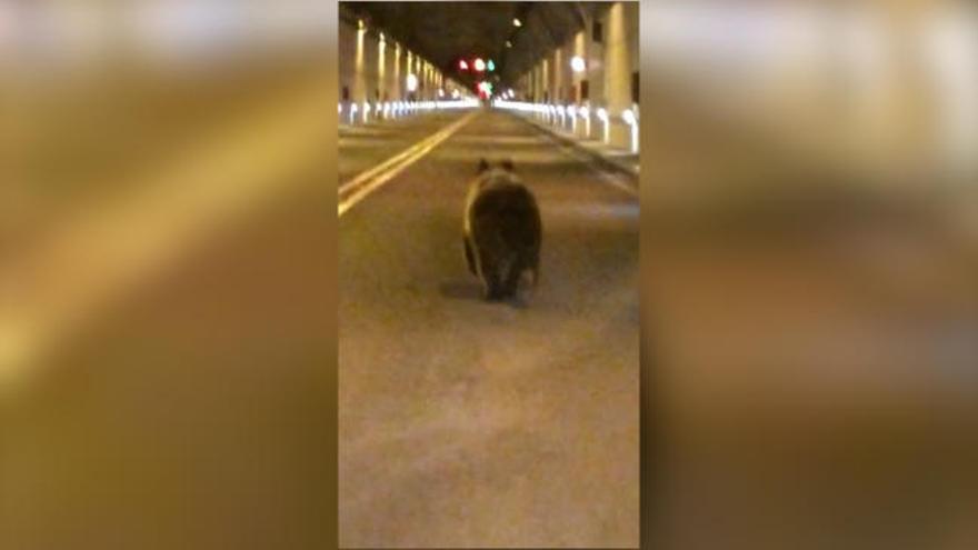 El impactante video de un oso en el tunel de Rañadoiro