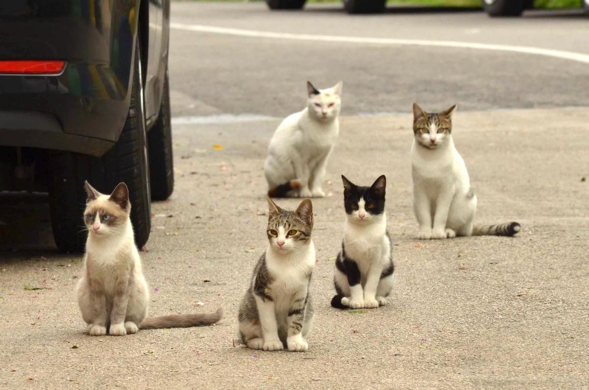 Gatos callejeros.