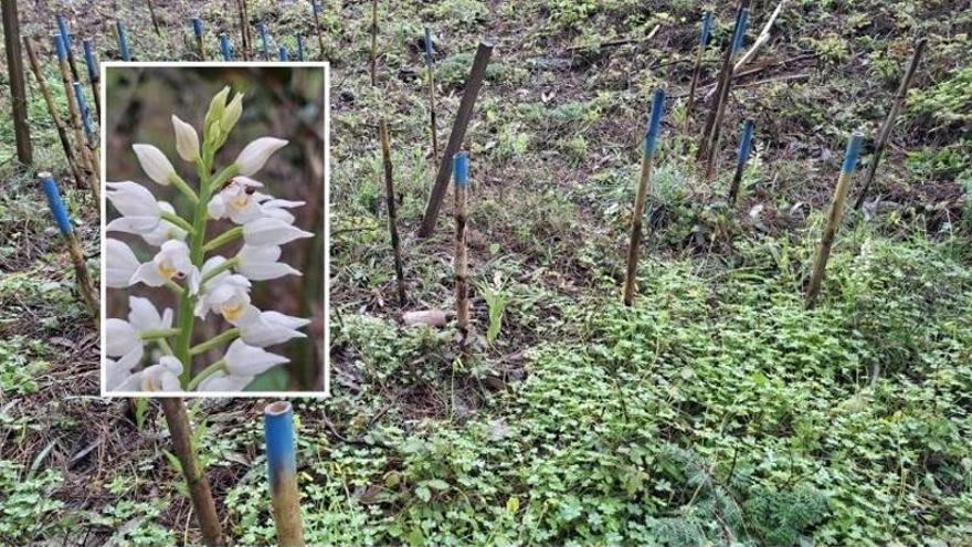 La orquídea autóctona «de hojas largas» se duplica en solo un año en las Islas Cíes