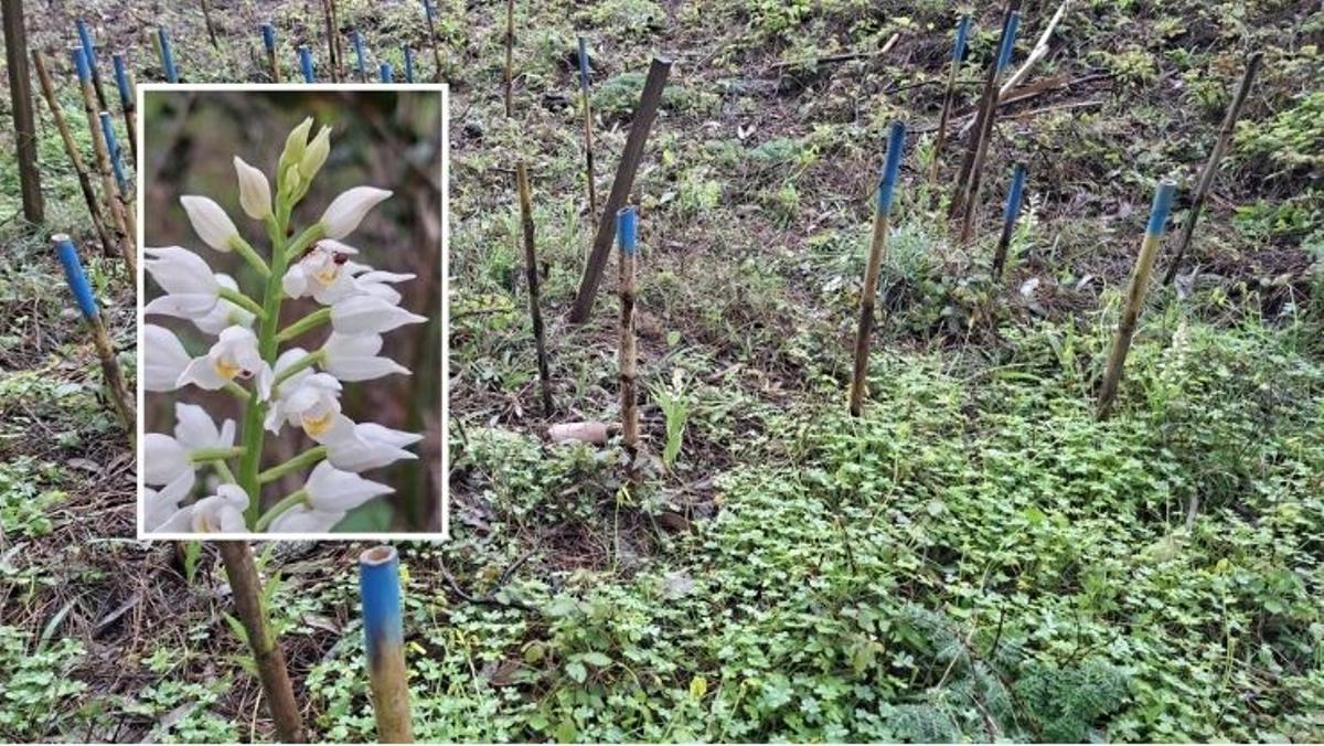 La orquídea «de hojas largas» en su zona de propagación.