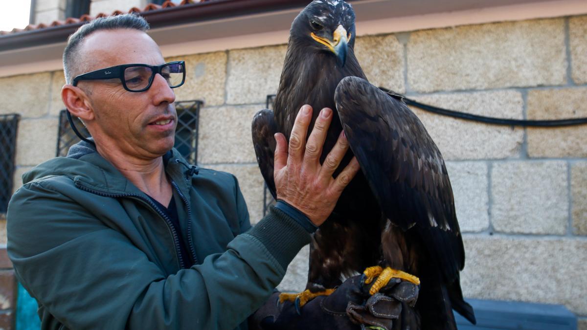 Orge acaricia su águila de Harris en la exhibición de la pasada semana en Meaño