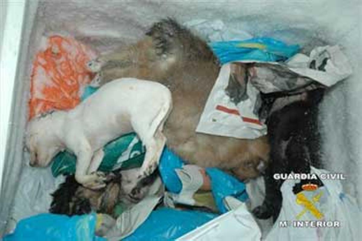 El Seprona descubre cien cachorros muertos en una nave de Cáceres