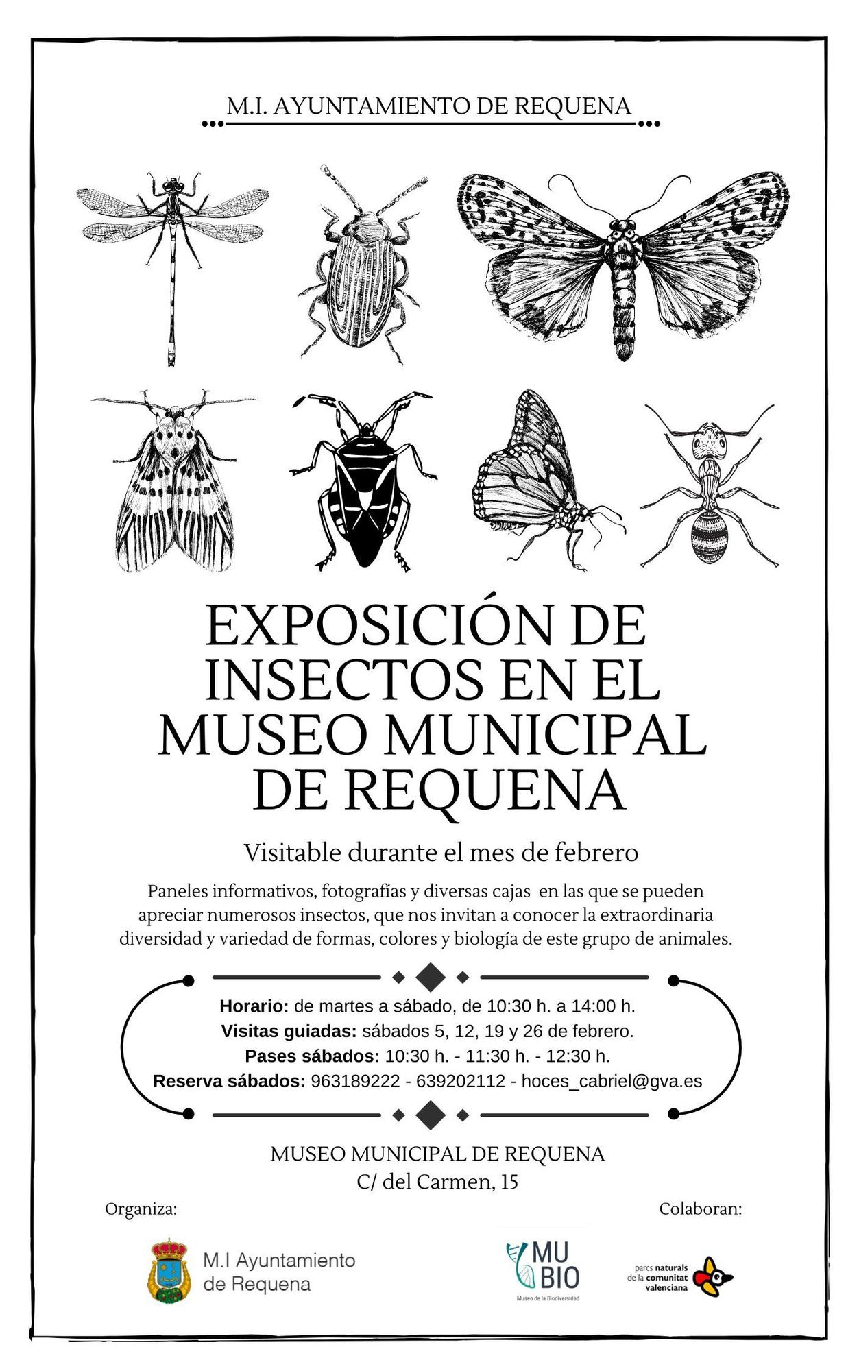 Exposición insectos Museo Requena