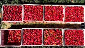 Huerta Campo Rico cuenta con una gama de productos fresh