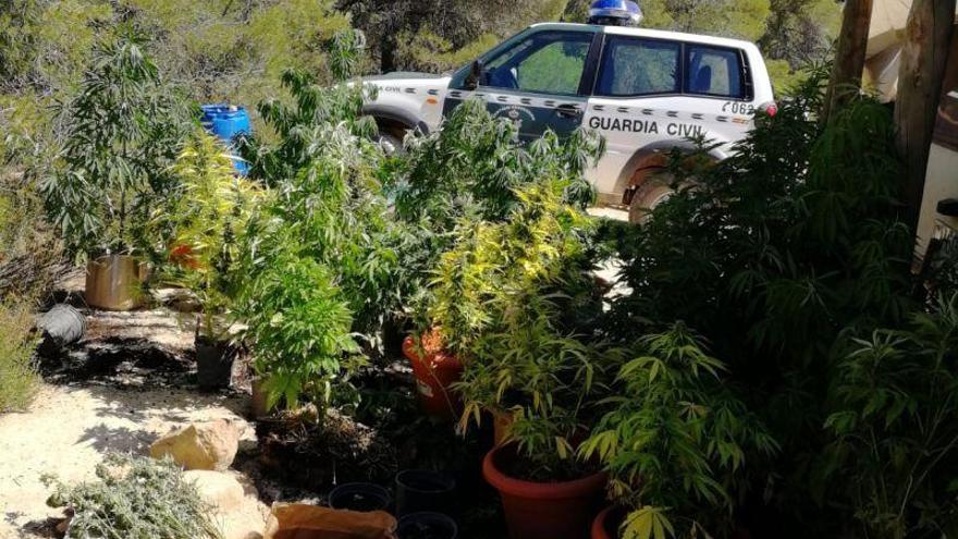 Incautadas 50 plantas de marihuana cultivadas en un terreno rural de Maella