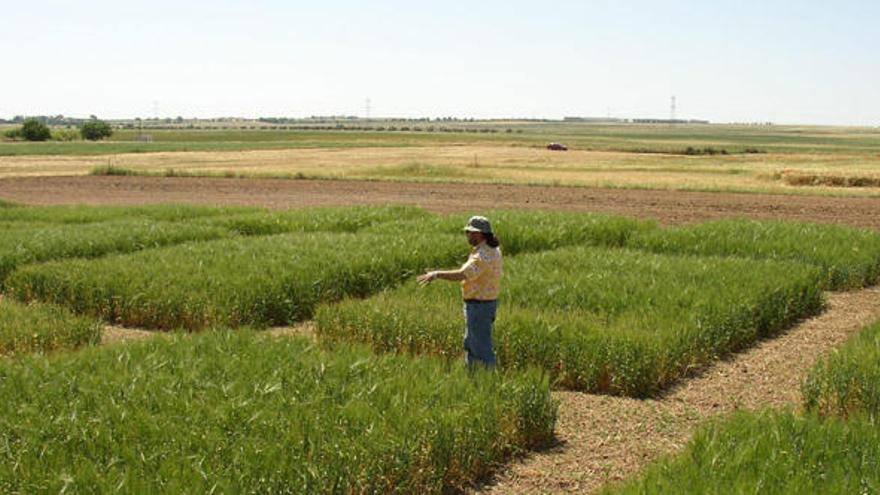 Un cultivo ecológico de cereal en Zamora.