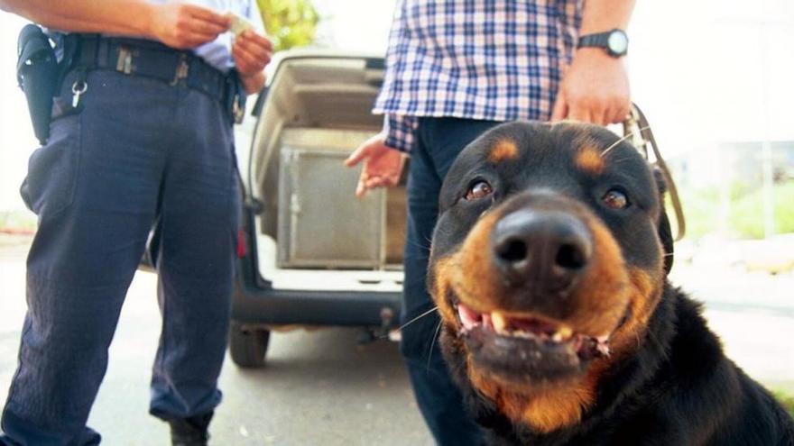 Heridos un niño de 15 meses y su abuela por dos rottweiler en Vizcaya