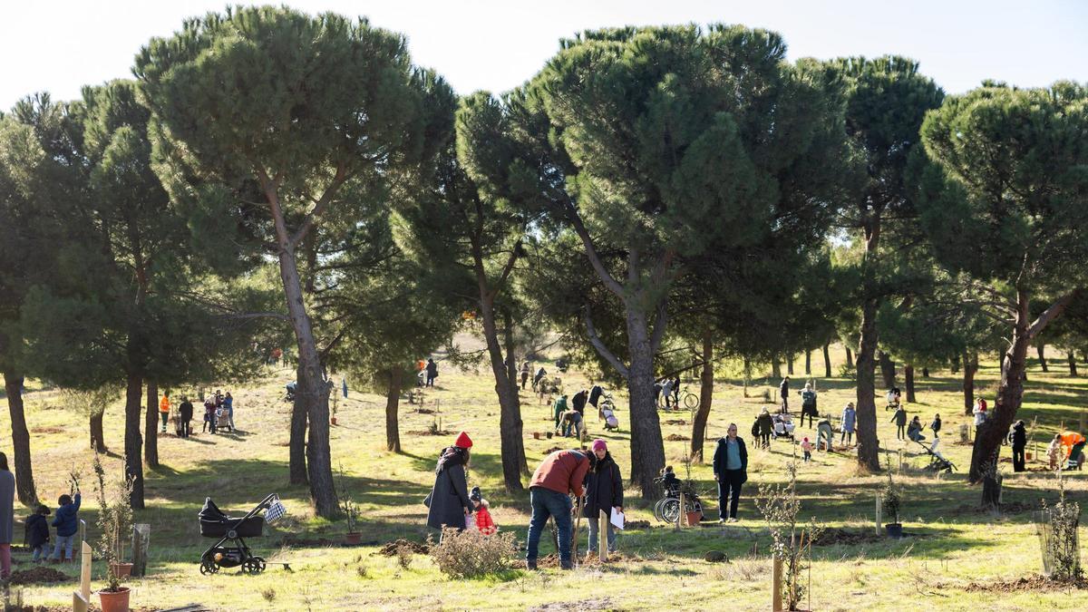 'Apadrina un árbol', Pozuelo