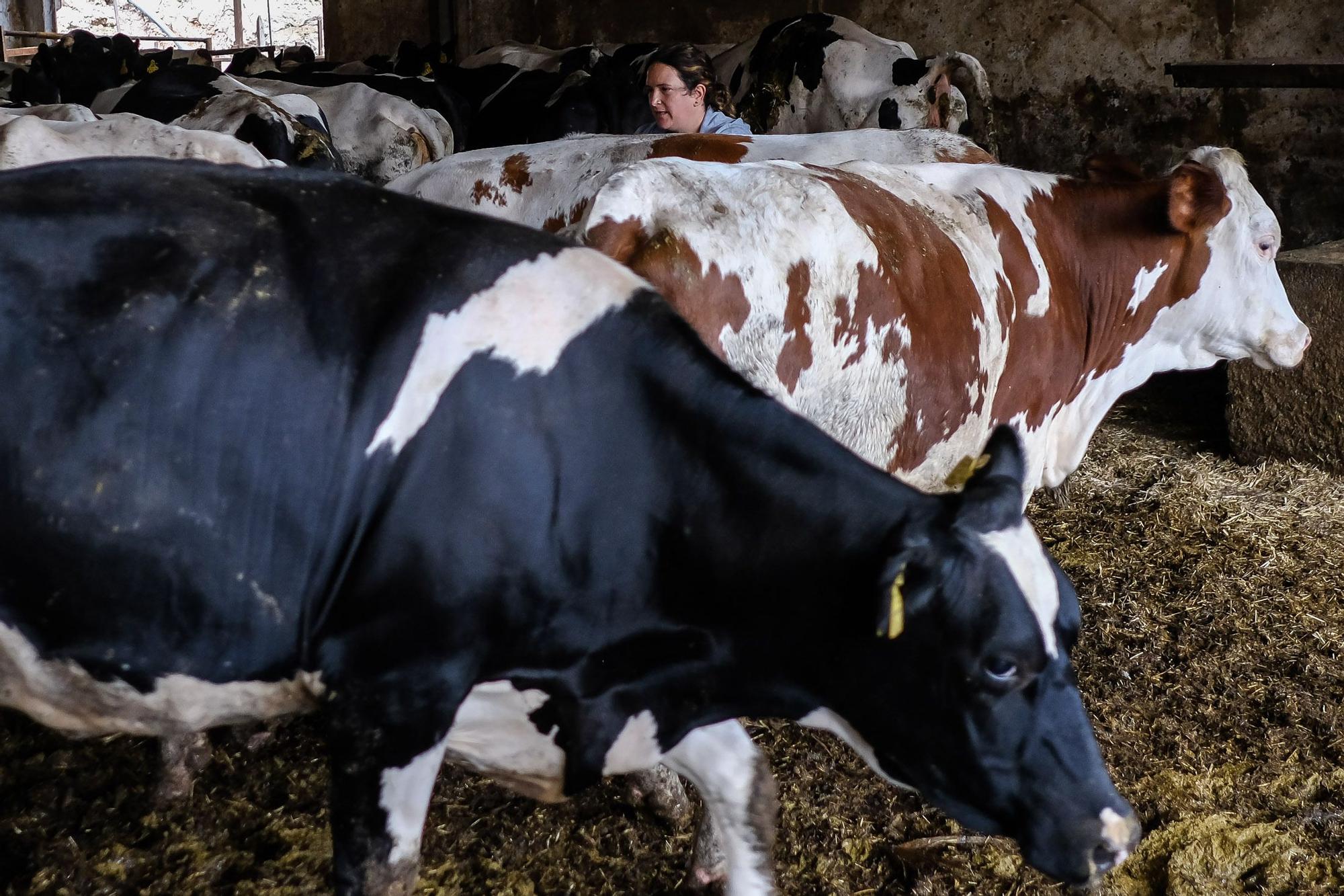 Judith González, ganadera de Valsequillo con casi un centenar de vacas