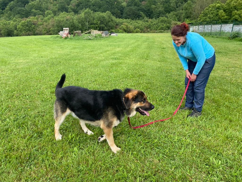 Voluntarios con los perros del albergue canino de Langreo