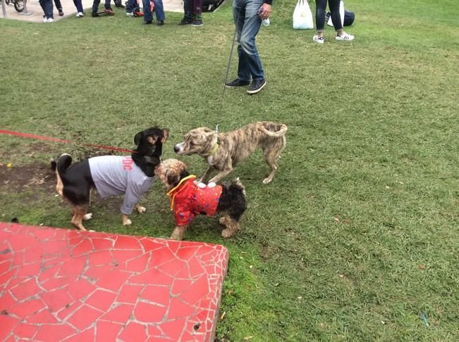 Carnaval de Las Palmas de Gran Canaria 2017: Carnaval Canino