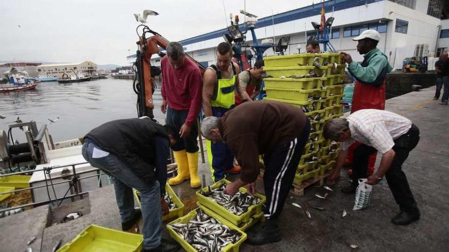 Varios marineros descargan cajas de sardina en un puerto de la comunidad.
