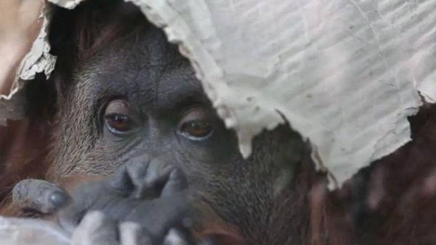 Sandra, la orangután más triste