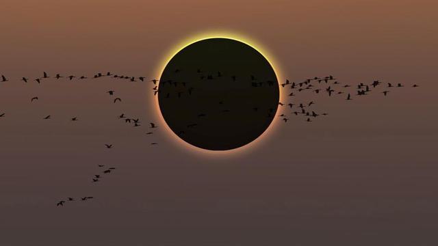 Aus volant durant un eclipsi solar.  | SHUTTERSTOCK