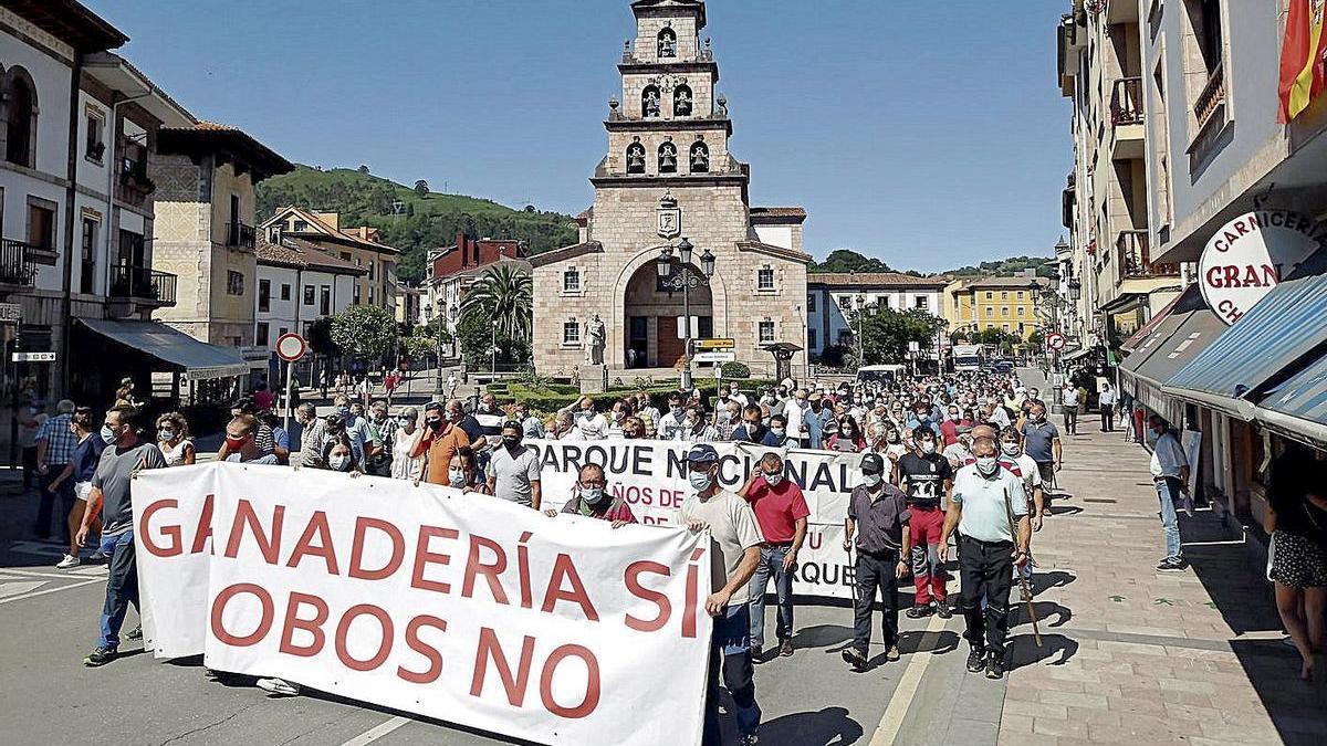 Protesta de los ganaderos contra los daños del lobo en Cangas de Onís.