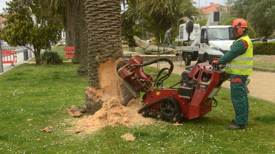 Reciente tala de palmeras afectadas por la plaga del picudo en A Calzada (Cambados). |   // NOÉ PARGA