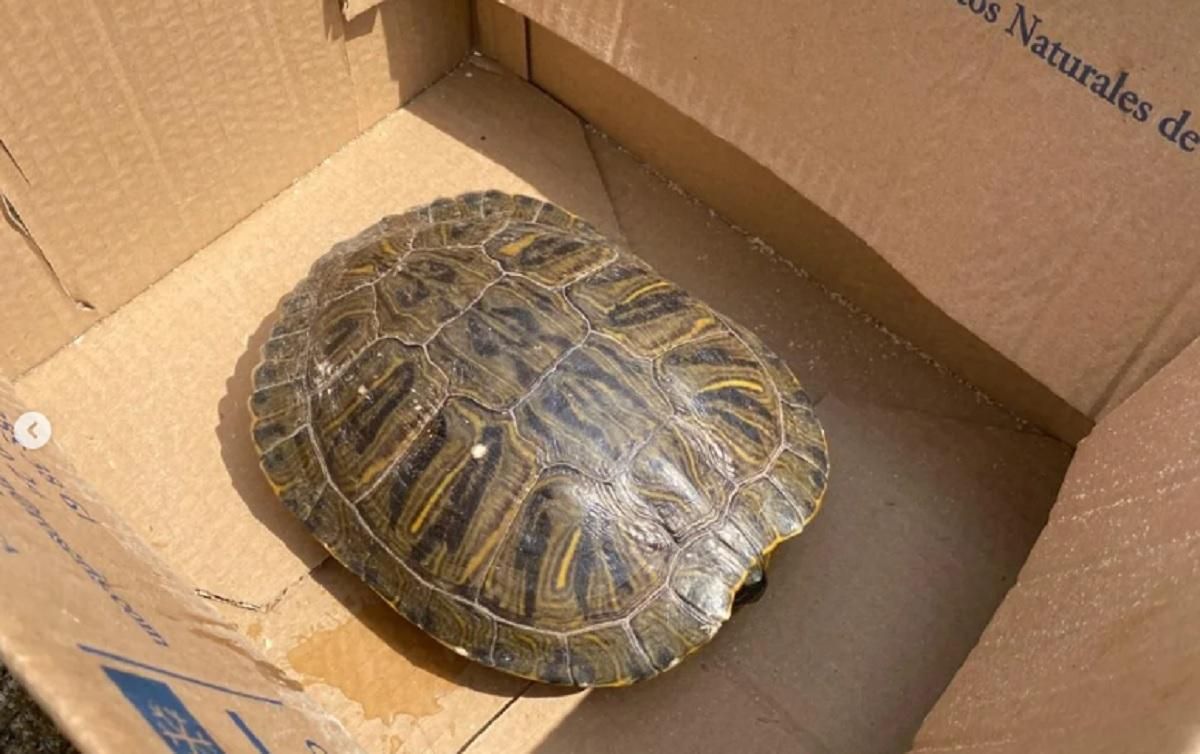 La tortuga de Florida recuperada en Enguera, en una caja tras ser rescatada por la Policía Local.