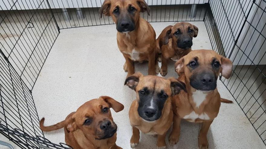 Rescatan a cinco cachorros abandonados en las inmediaciones de La Zoreda, en Oviedo