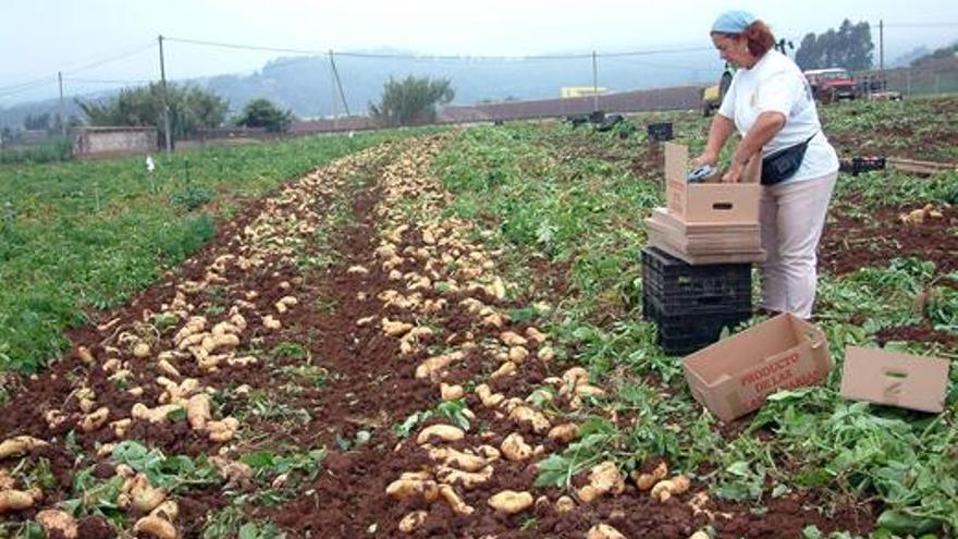Una agricultora recoge la cosecha de papas en Montaña Alta del municipio de Guía. i LP/DLP