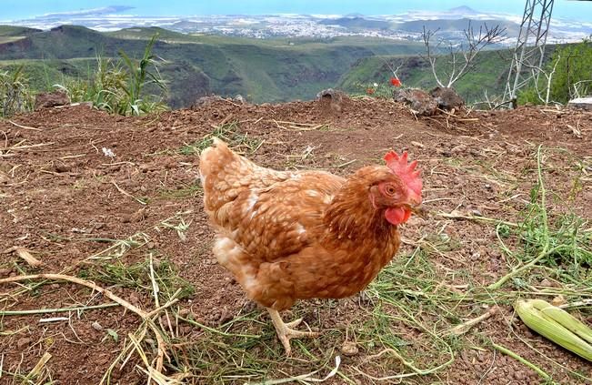 Pepe Guedes, agricultor orgánico