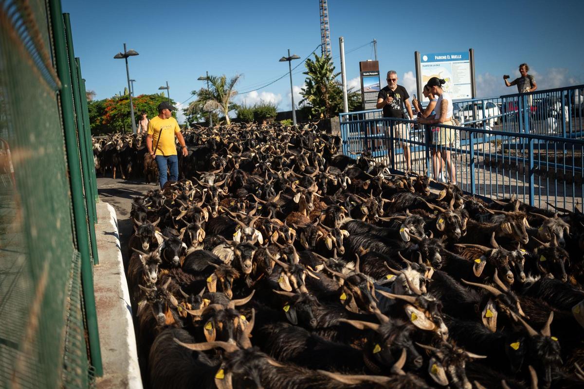 Así se vivió el tradicional baño de cabras en el muelle de Puerto de la Cruz
