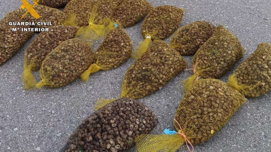 Denuncian a un conductor tras descubrir en un control que transportaba 160 kilos de caracoles sin licencia