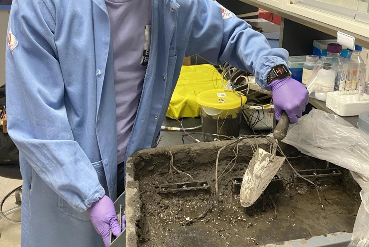 Un investigador trabaja en el laboratorio enterrando una pila de combustible en la tierra.