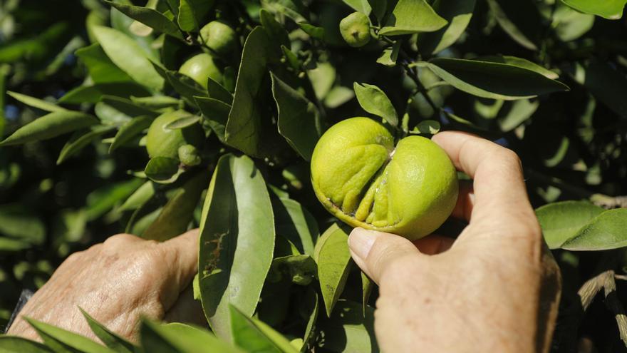 Agricultores alertan de la reaparición del temido &#039;cotonet&#039; en Castellón