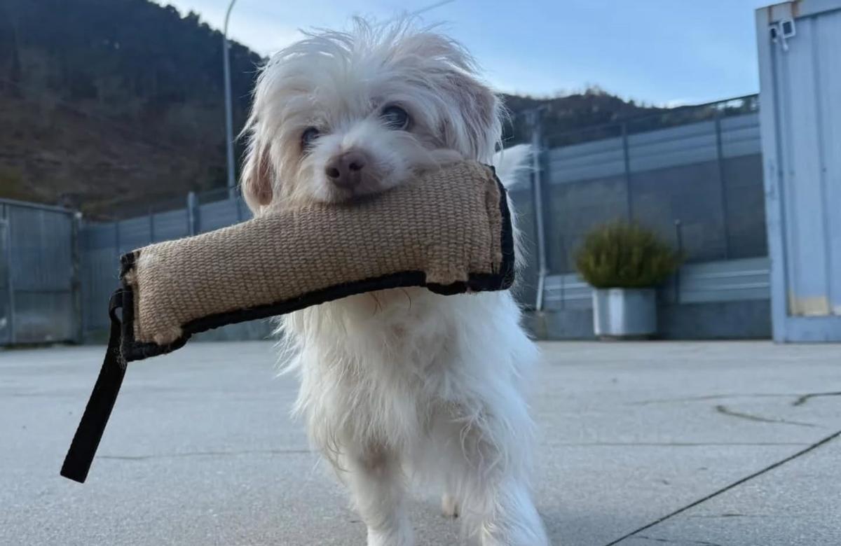 Miguel, el abuelo de la protectora de Os Palleiros.