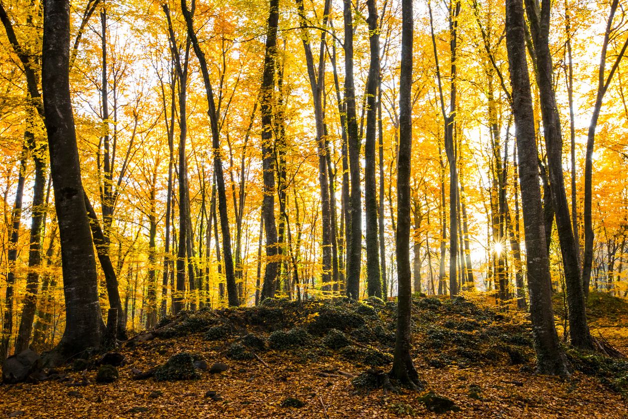 La Fageda d'en Jordà es un hayedo único