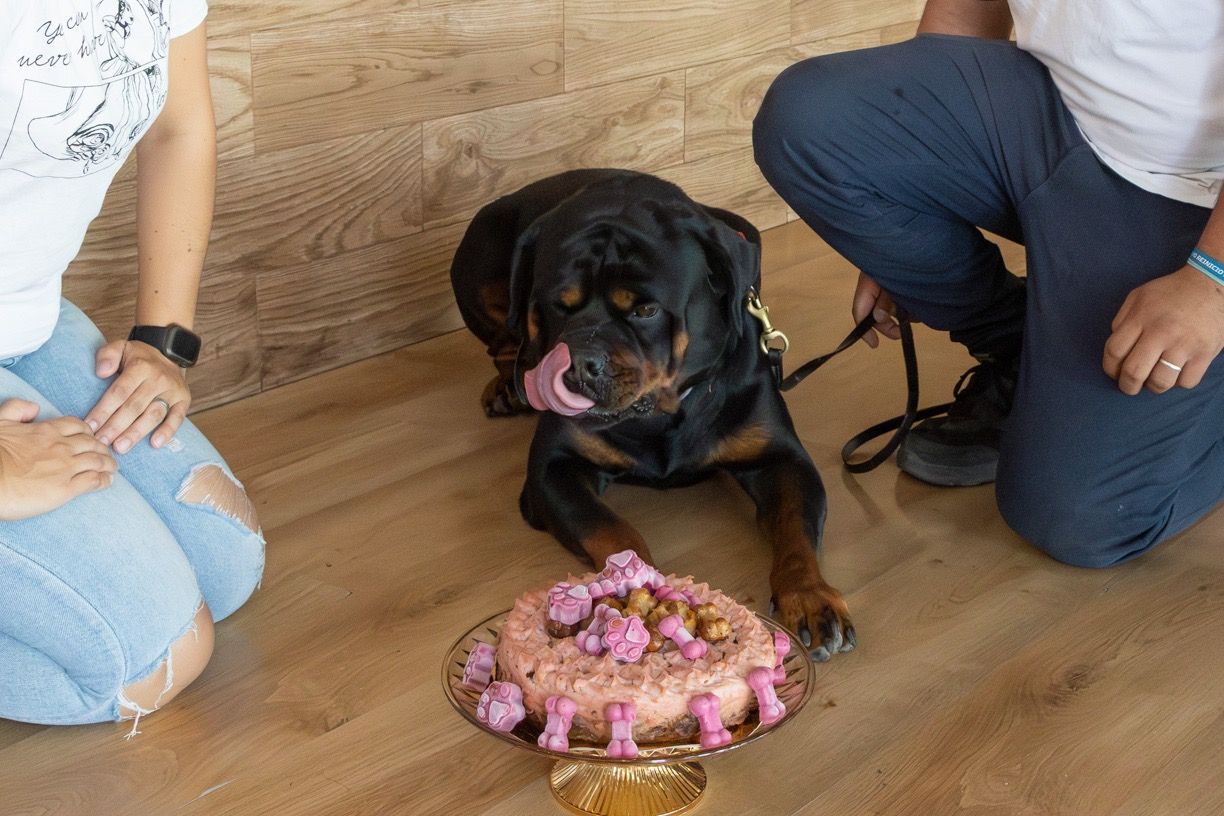 GALERÍA | El bar de Mérida que tiene pinchos para los perros