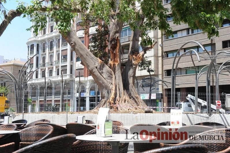 El estado final del ficus de Santo Domingo